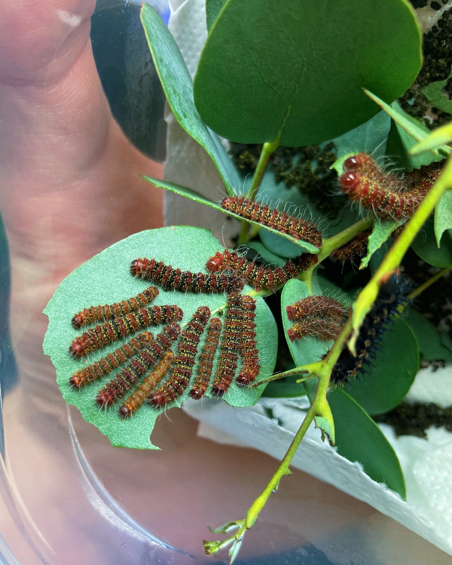 Three-Windowed Silk-Moth EGGS (Cricula trifenestrata)
