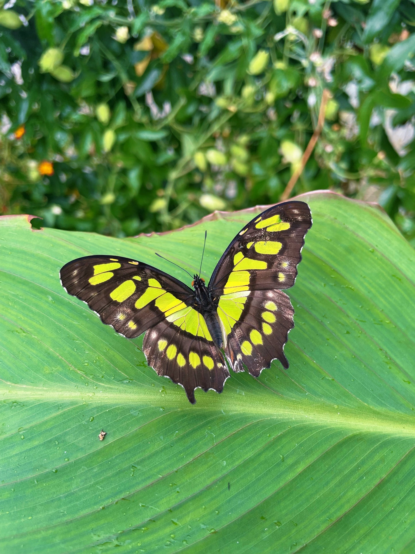 Malachite Butterfly (Siproeta stelenes) EGGS