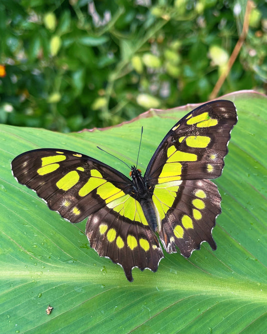 Malachite Butterfly PUPAE (Siproeta stelenes)