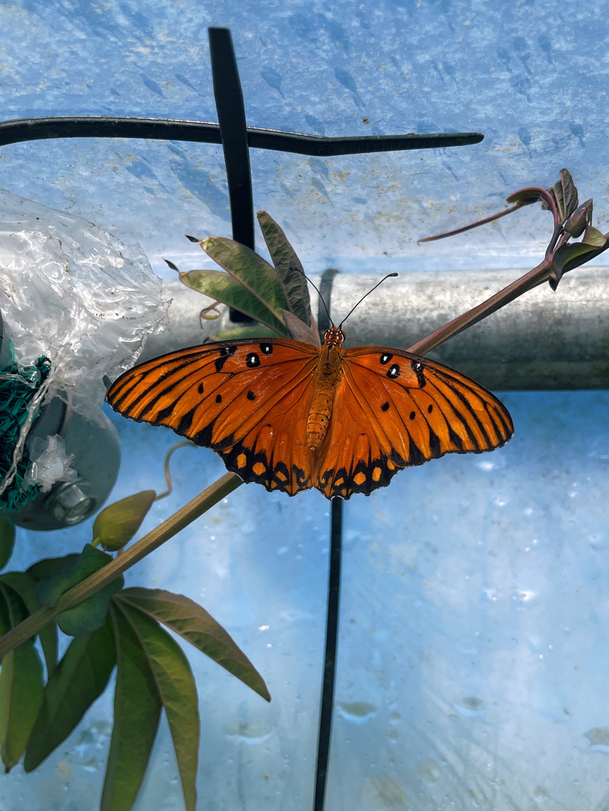 Gulf Fritillary PUPAE (Agraulis vanillae)