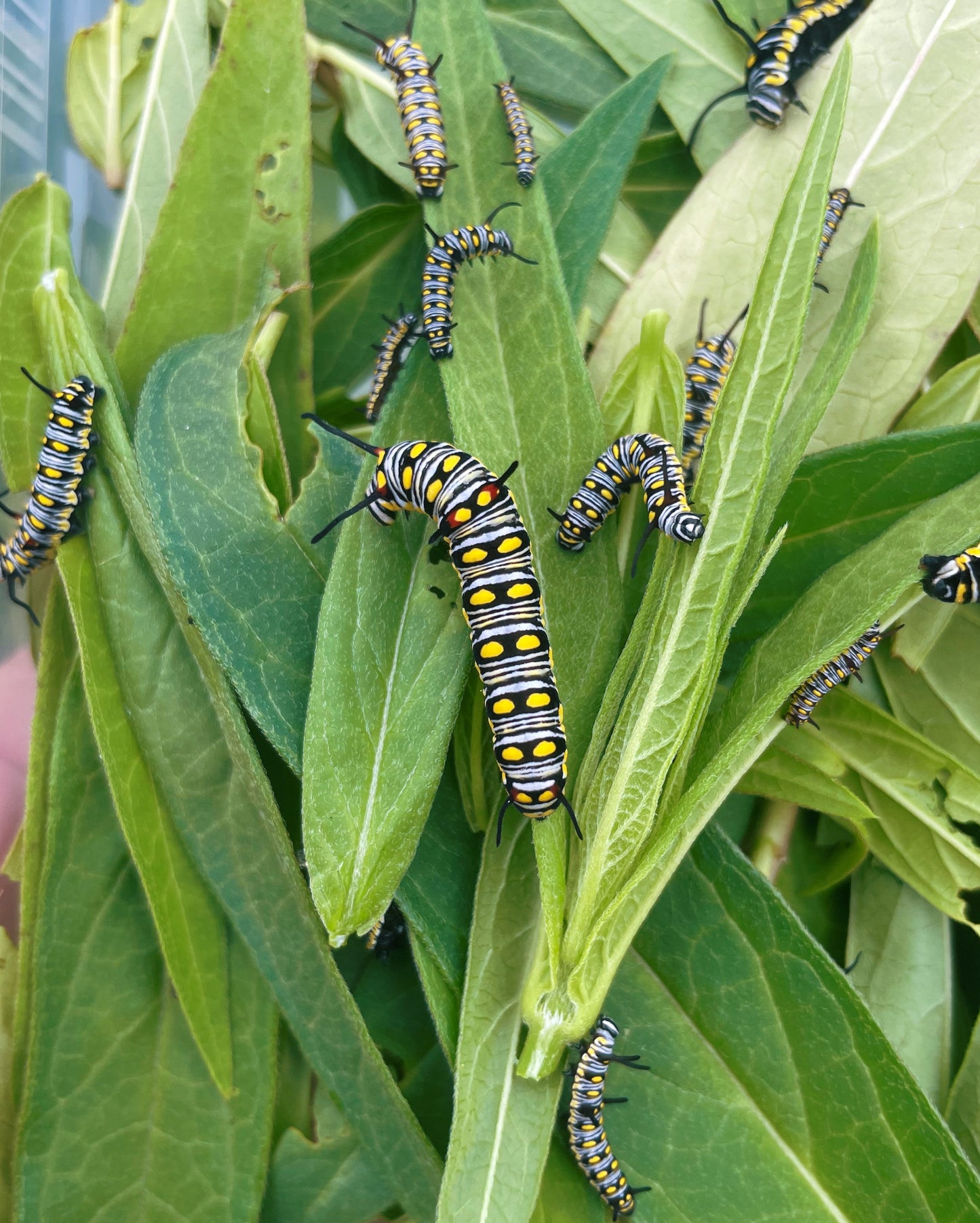 Plain Tiger Butterfly (Danaus chrysippus) CATERPILLARS