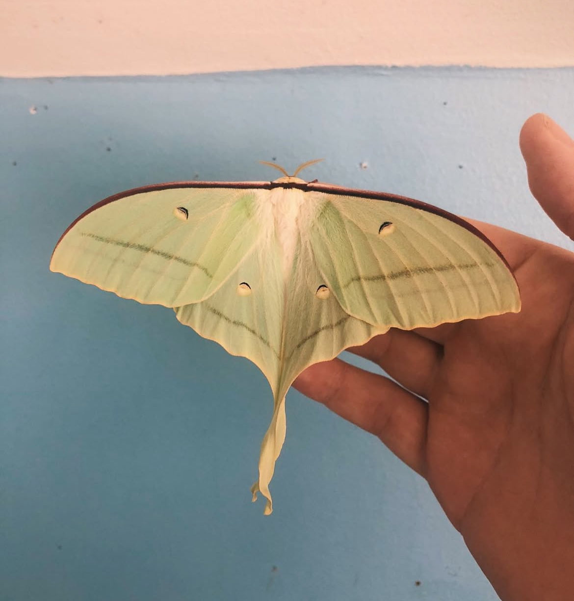 Chinese Moon Moth EGGS (Actias ningpoana)