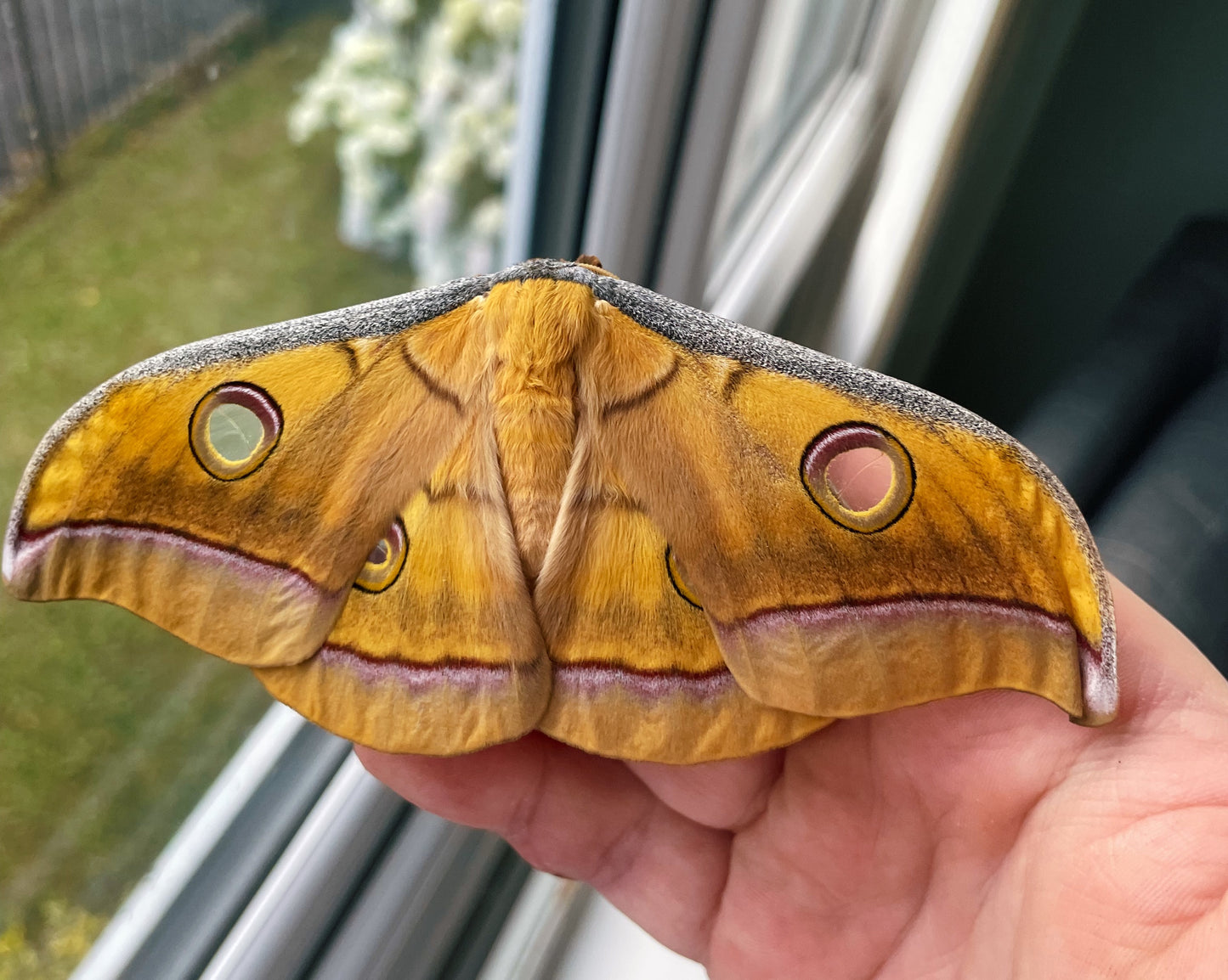 Live butterflies and moths for sale online UK. Order eggs, caterpillars, pupae, and cocoons. Watch the lifecycle unfold with insects to rear at home!