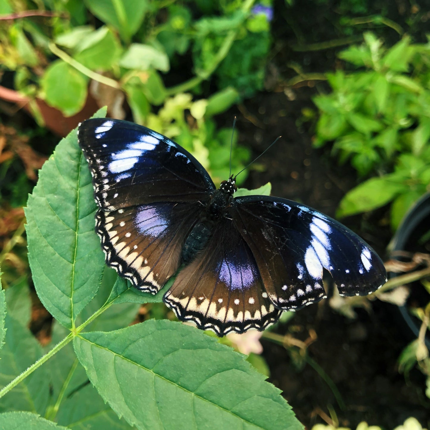 Live butterflies and moths for sale online UK. Buy eggs, caterpillars, pupae, and cocoons. Watch the lifecycle unfold with insects to rear at home!