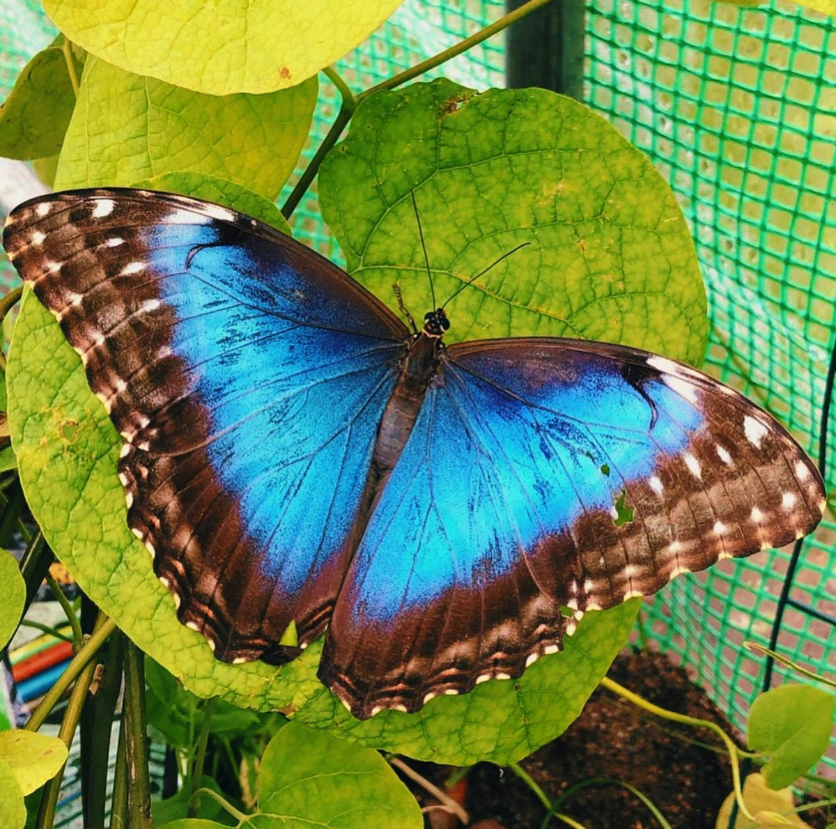 Live butterflies and moths for sale online UK. Buy eggs, caterpillars, pupae, and cocoons. Watch the lifecycle unfold with insects to rear at home!