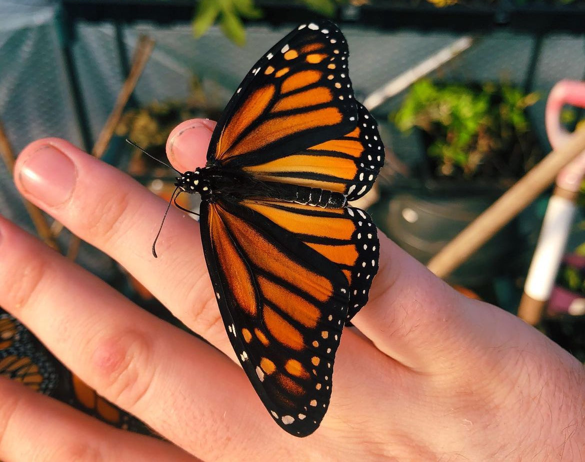 Live butterflies for sale online UK