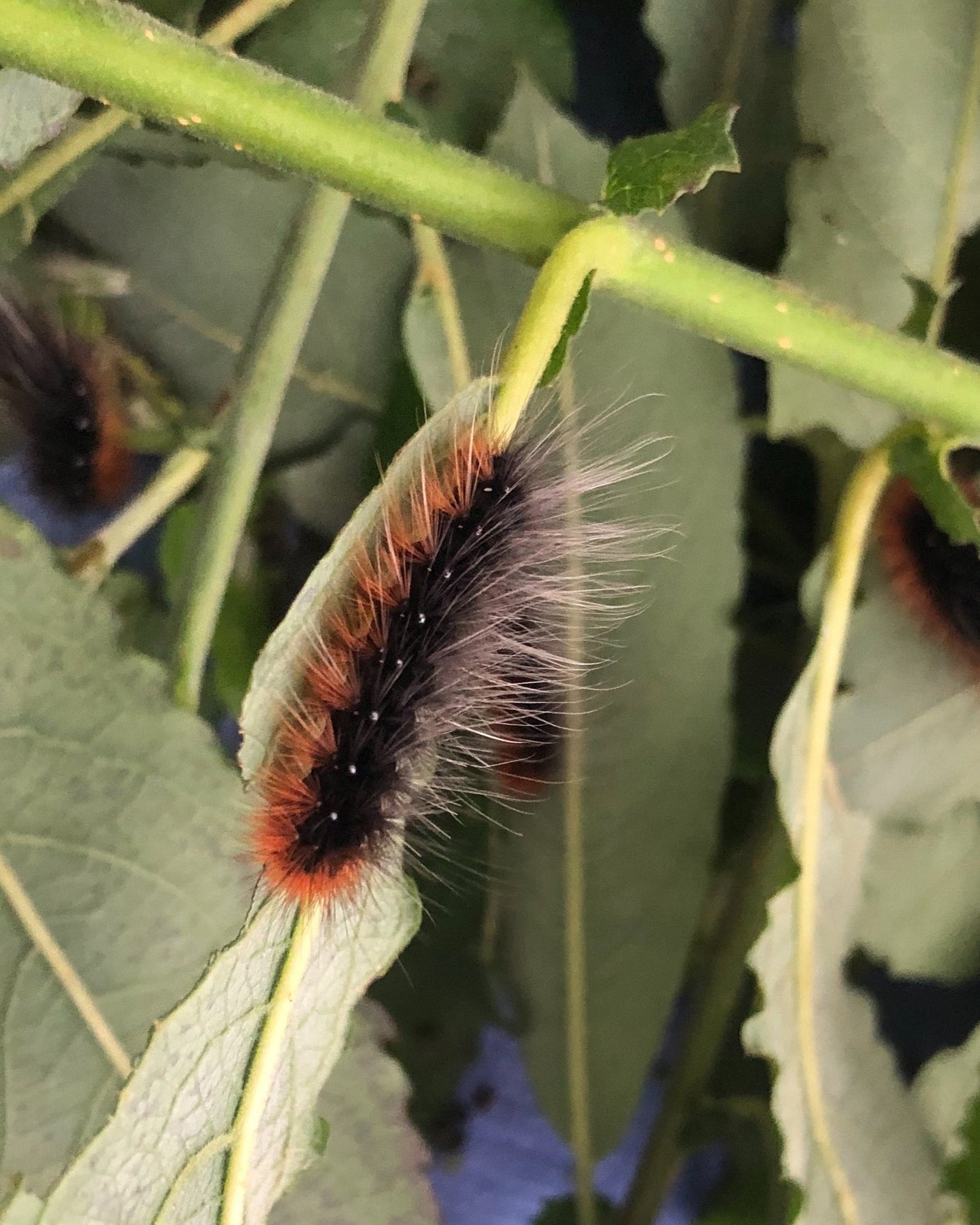 Arctia caja eggs, caterpillars and pupae for sale online UK