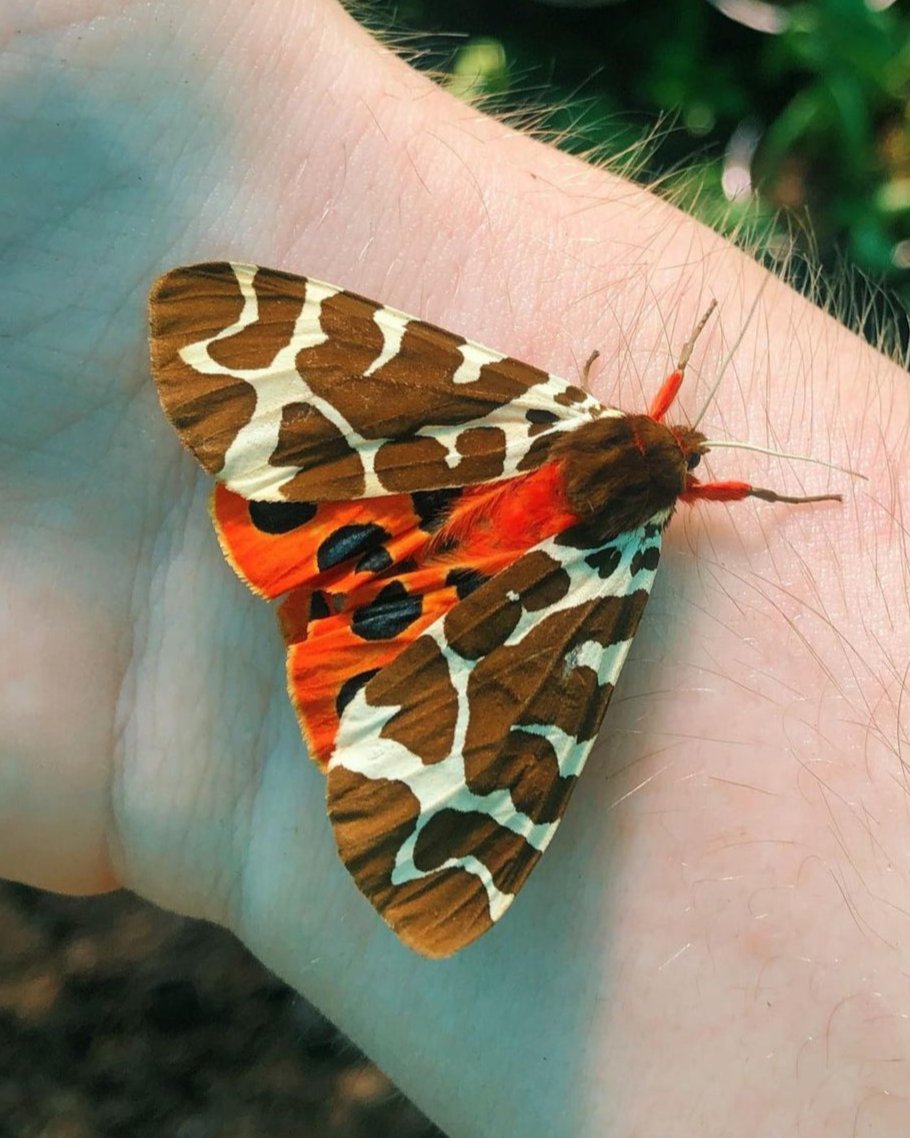 Arctia caja eggs, caterpillars and pupae for sale online UK