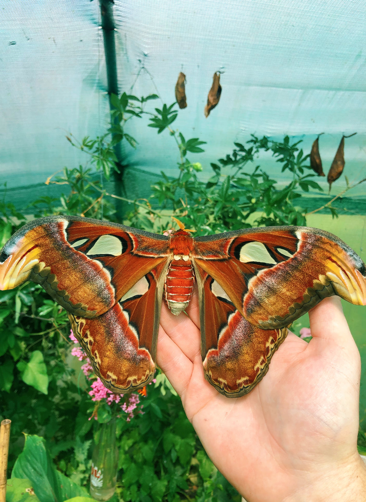 Attacus atlas eggs and cocoons for sale online UK