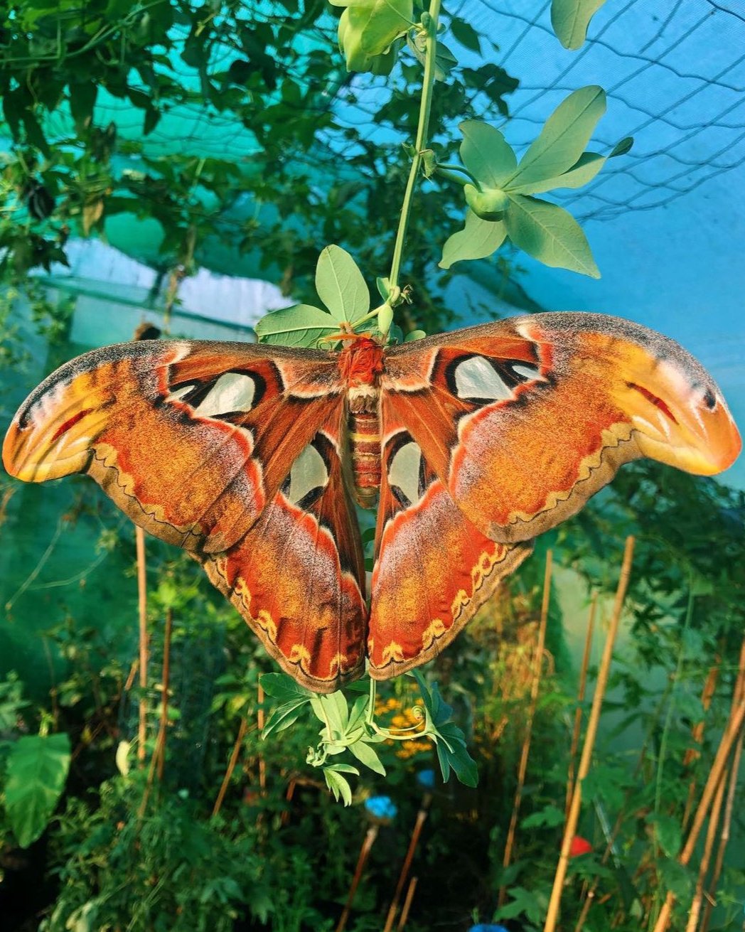 Attacus atlas eggs and cocoons for sale online UK