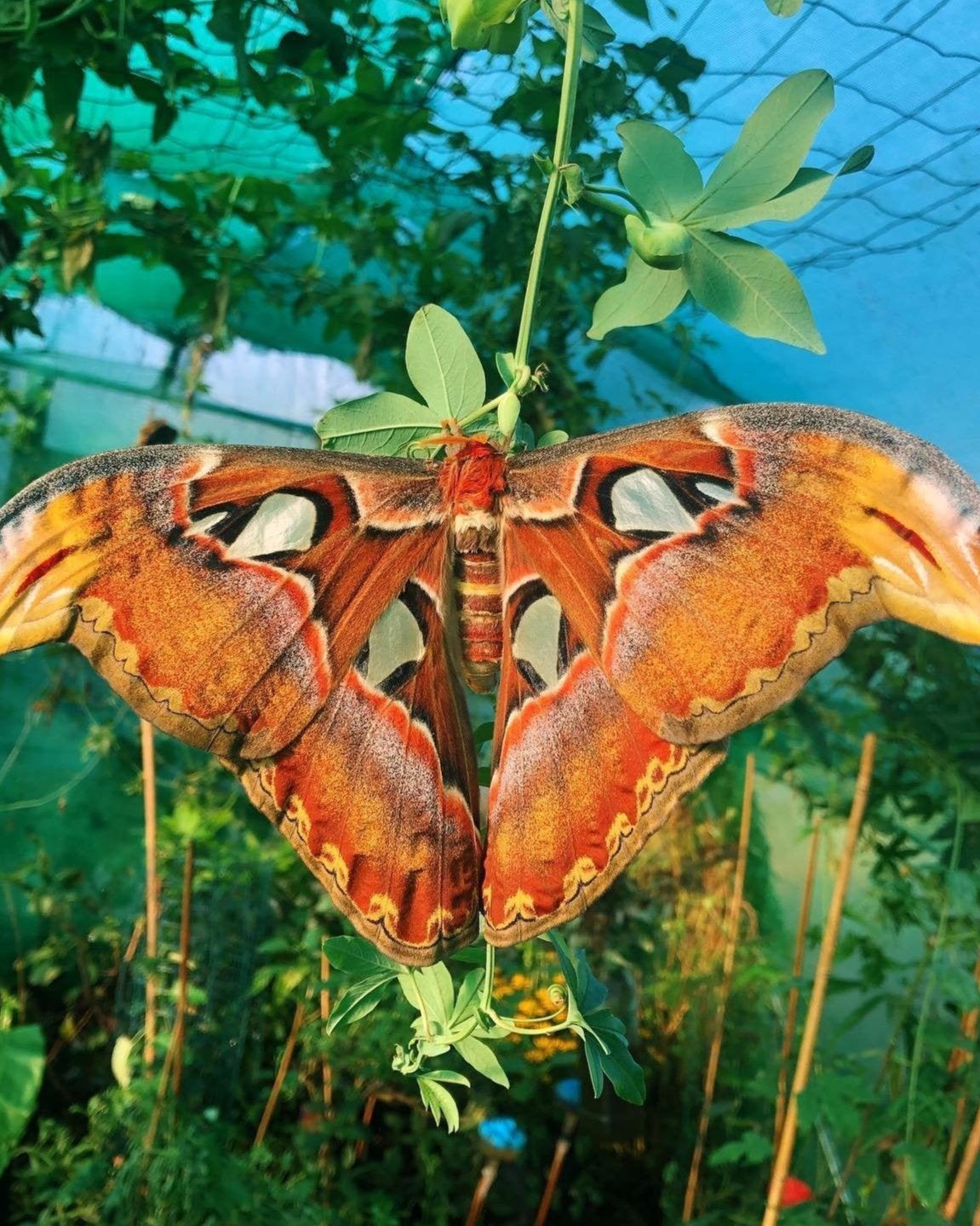 Live eggs and cocoons for sale online UK
