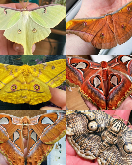 Mixed giant silkmoth/saturniidae cocoons for sale online UK