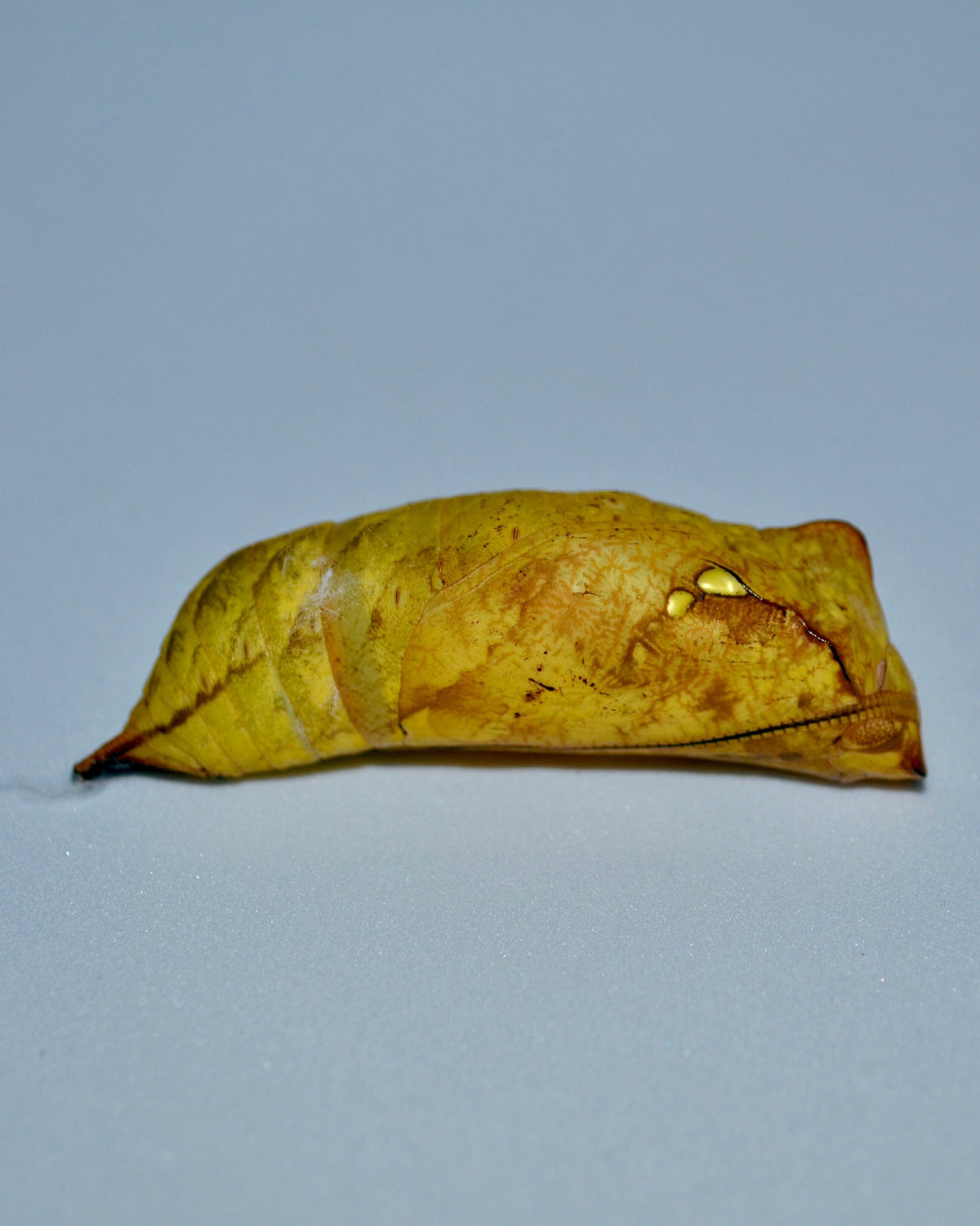 Live butterflies and moths for sale online UK. Buy eggs, caterpillars, pupae, and cocoons. Watch the lifecycle unfold with insects to rear at home!