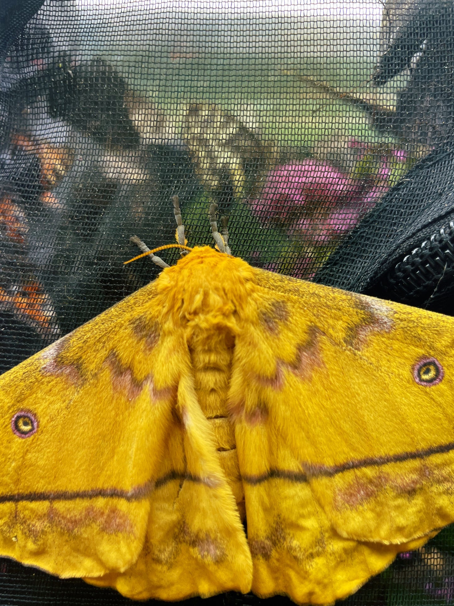 Live butterflies and moths for sale online UK. Buy eggs, caterpillars, pupae, and cocoons. Watch the lifecycle unfold with insects to rear at home!