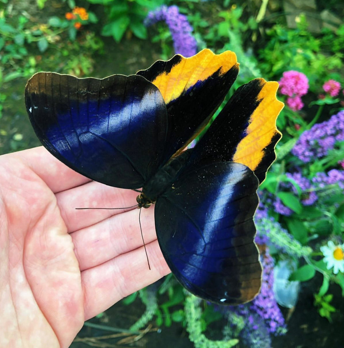 Live butterflies and moths for sale online UK. Buy eggs, caterpillars, pupae, and cocoons. Watch the lifecycle unfold with insects to rear at home!