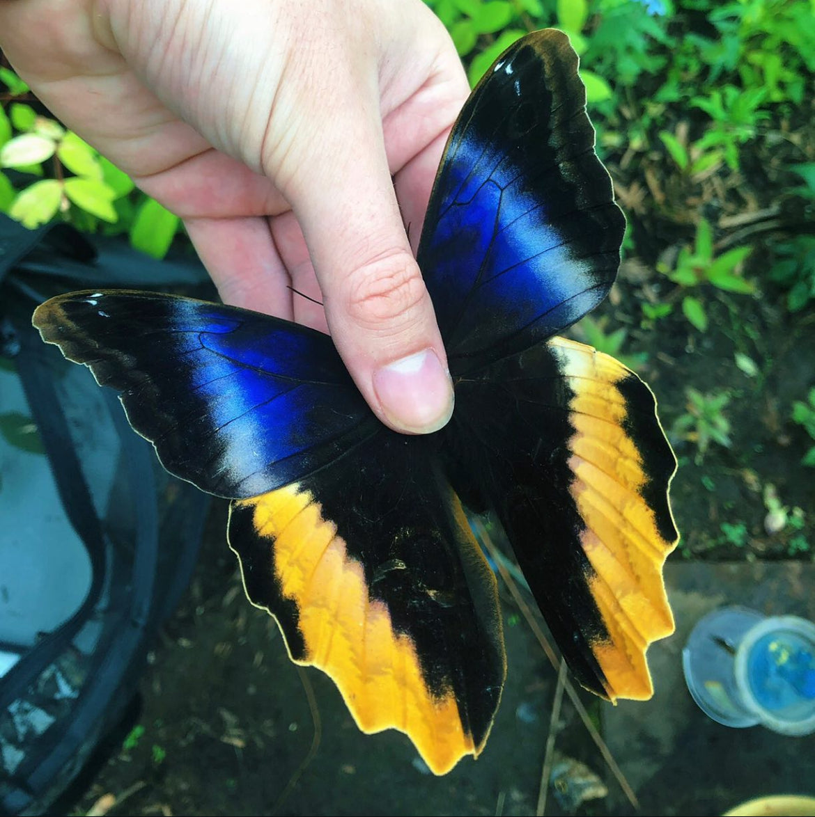 Live butterflies and moths for sale online UK. Buy eggs, caterpillars, pupae, and cocoons. Watch the lifecycle unfold with insects to rear at home!