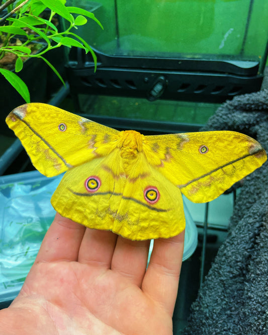 Live butterflies and moths for sale online UK. Buy eggs, caterpillars, pupae, and cocoons. Watch the lifecycle unfold with insects to rear at home!