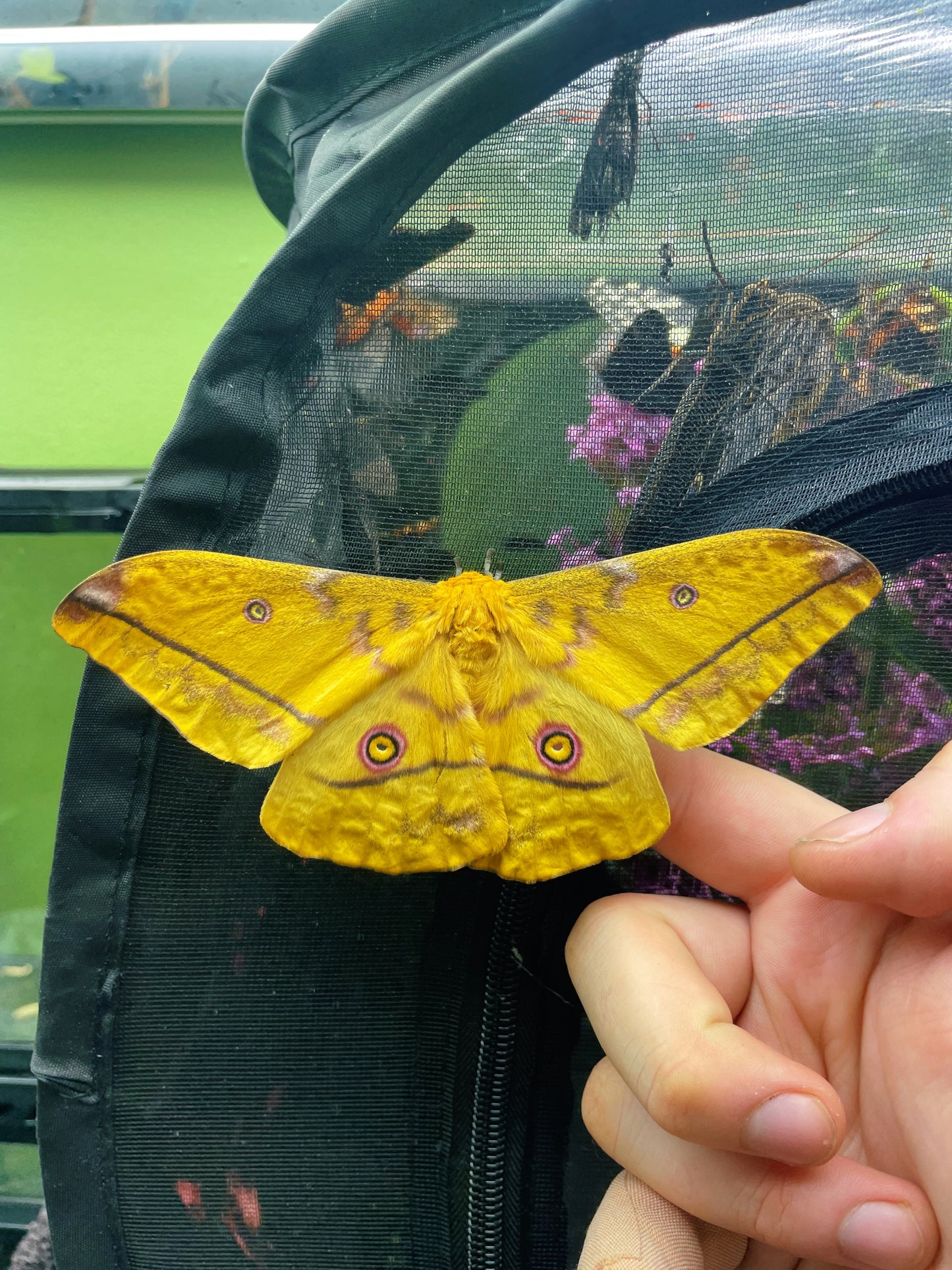 Live butterflies and moths for sale online UK. Buy eggs, caterpillars, pupae, and cocoons. Watch the lifecycle unfold with insects to rear at home!