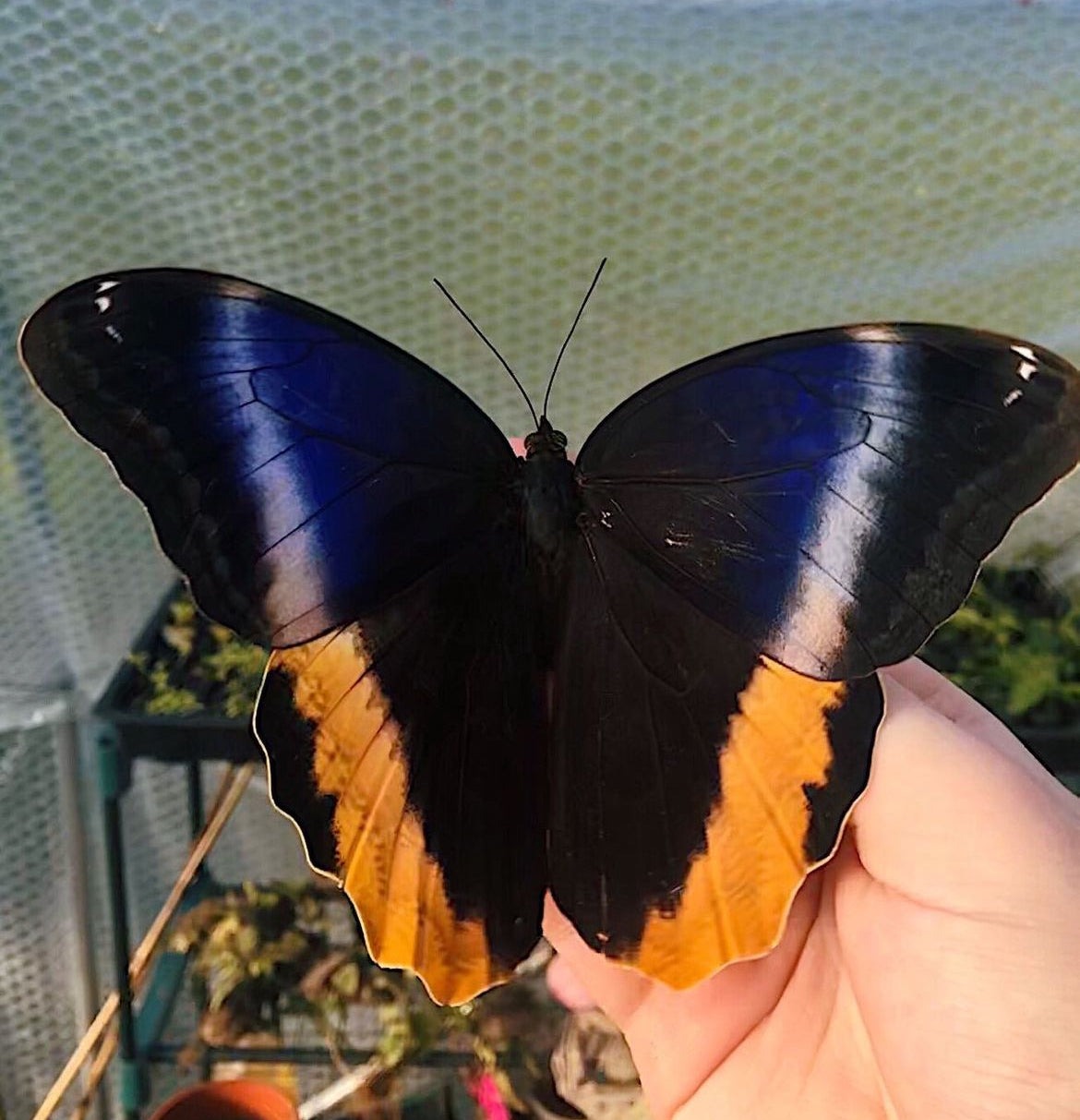 Live butterflies and moths for sale online UK. Buy eggs, caterpillars, pupae, and cocoons. Watch the lifecycle unfold with insects to rear at home!