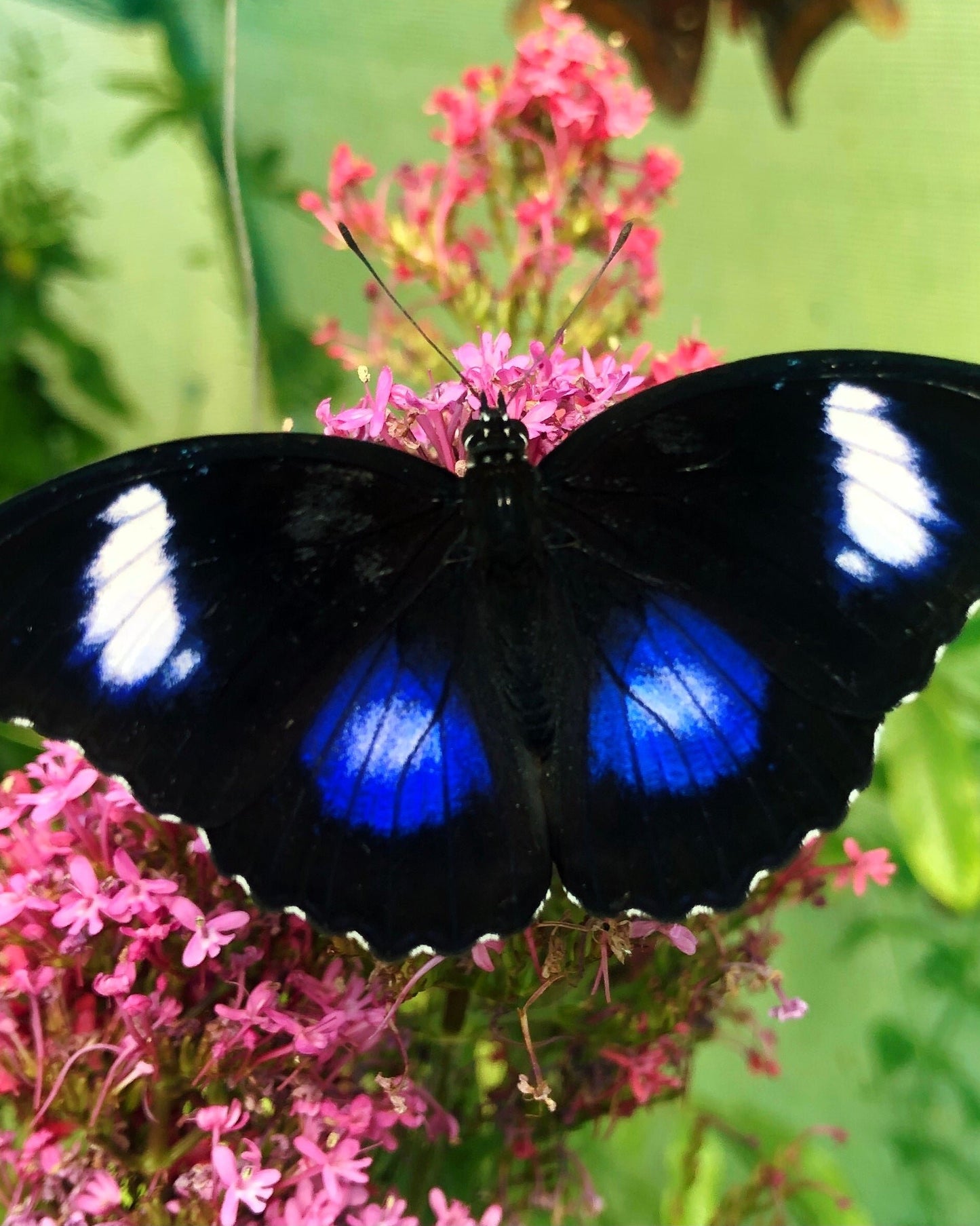 Live butterflies and moths for sale online UK. Buy eggs, caterpillars, pupae, and cocoons. Watch the lifecycle unfold with insects to rear at home!