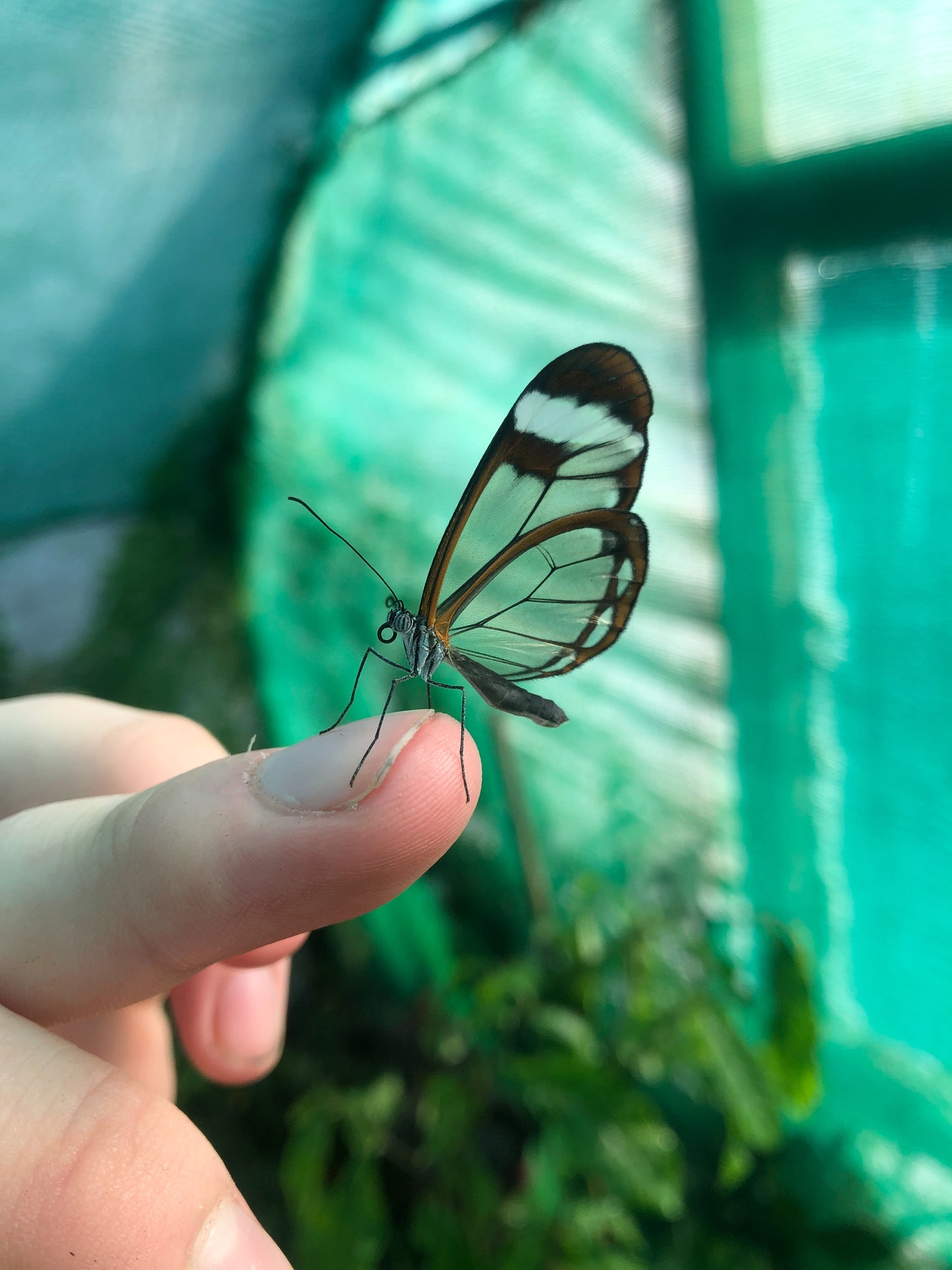 Live butterfly eggs for sale online K