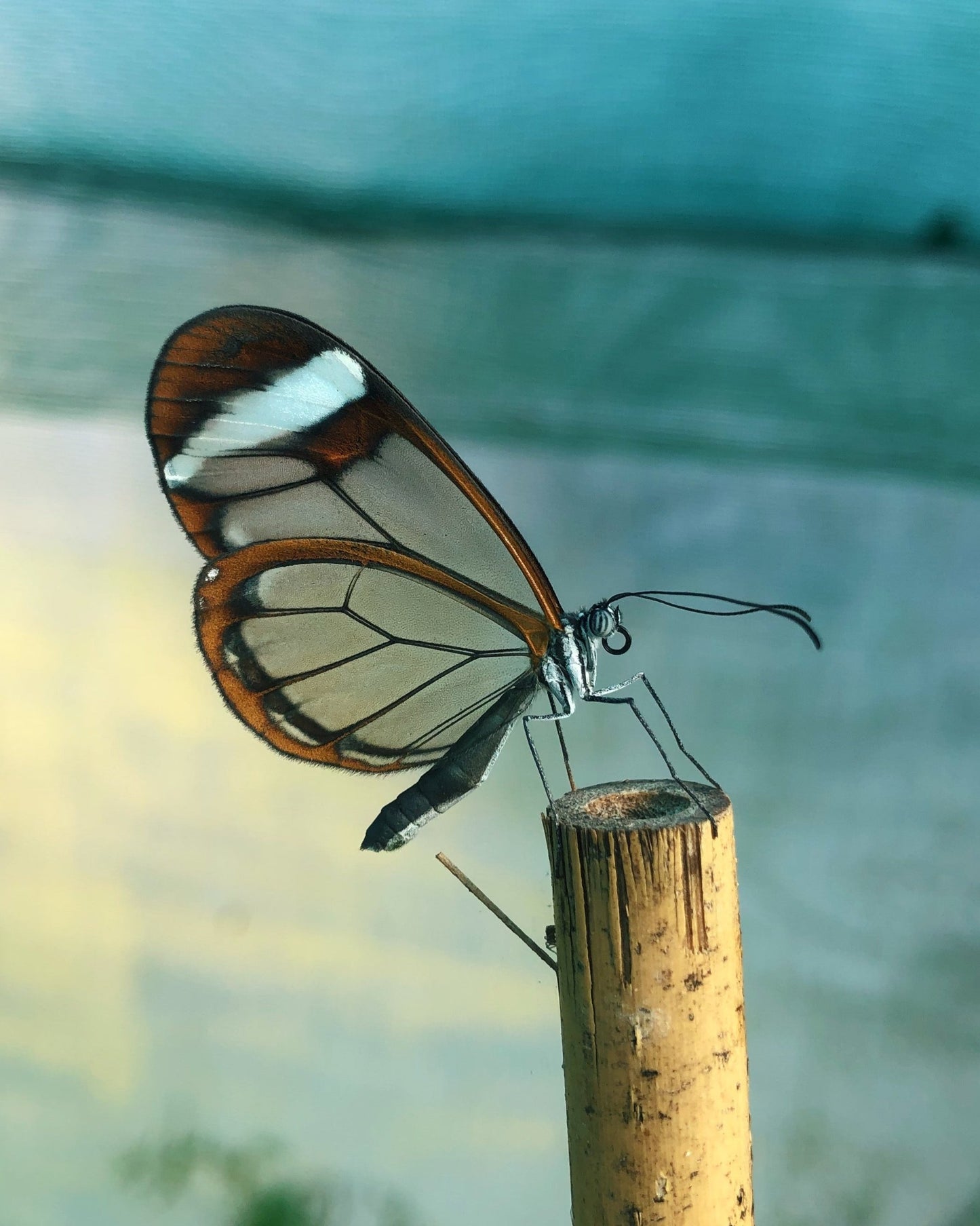 Live butterfly eggs for sale online UK