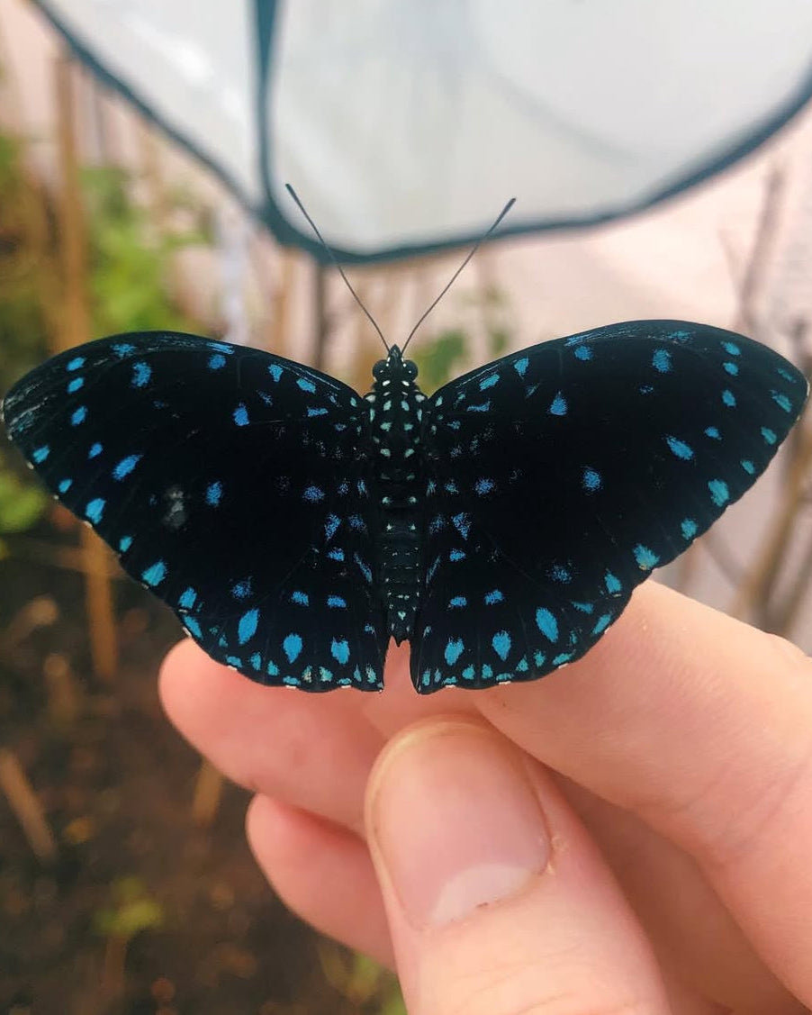 Live butterflies and moths for sale online UK. Order eggs, caterpillars, pupae, and cocoons. Watch the lifecycle unfold with insects to rear at home!