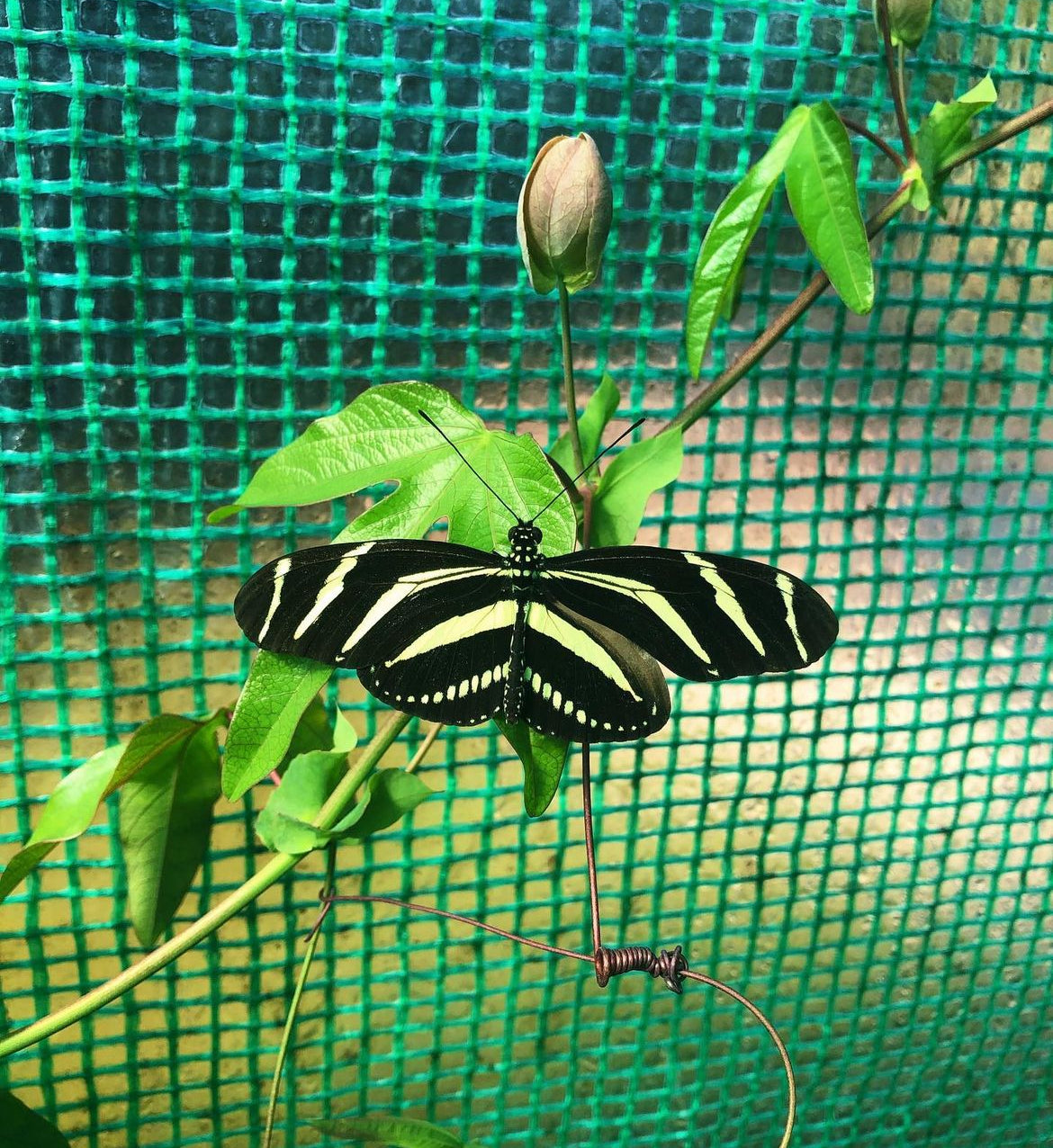 Live butterflies and moths for sale online UK. Order eggs, caterpillars, pupae, and cocoons. Watch the lifecycle unfold with insects to rear at home!