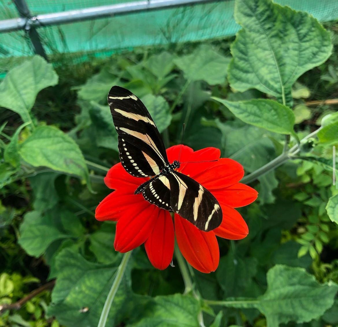 Live butterflies and moths for sale online UK. Order eggs, caterpillars, pupae, and cocoons. Watch the lifecycle unfold with insects to rear at home!