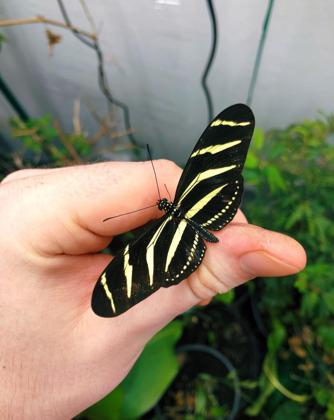 Live butterflies and moths for sale online UK. Order eggs, caterpillars, pupae, and cocoons. Watch the lifecycle unfold with insects to rear at home!