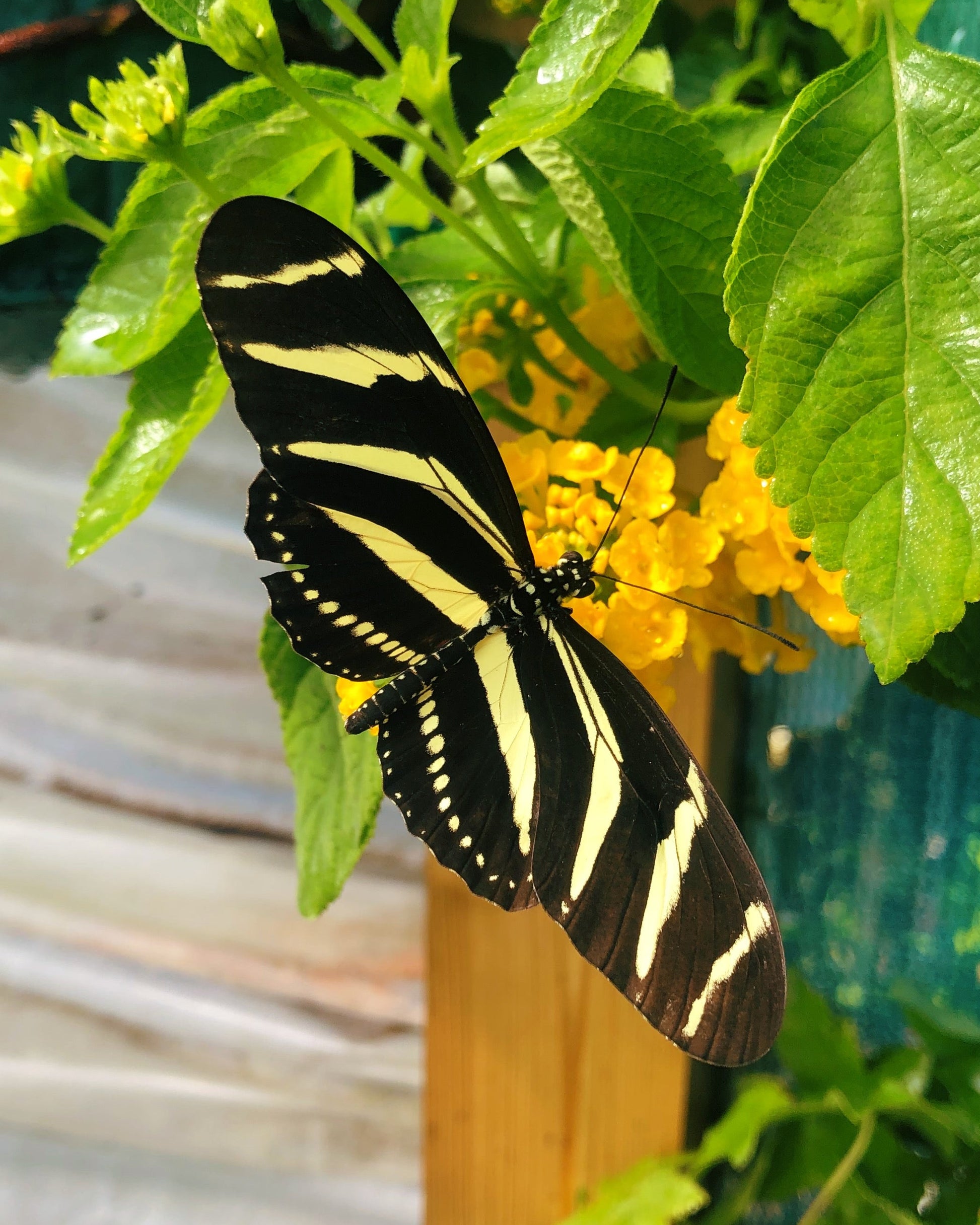 Live butterflies and moths for sale online UK. Order eggs, caterpillars, pupae, and cocoons. Watch the lifecycle unfold with insects to rear at home!