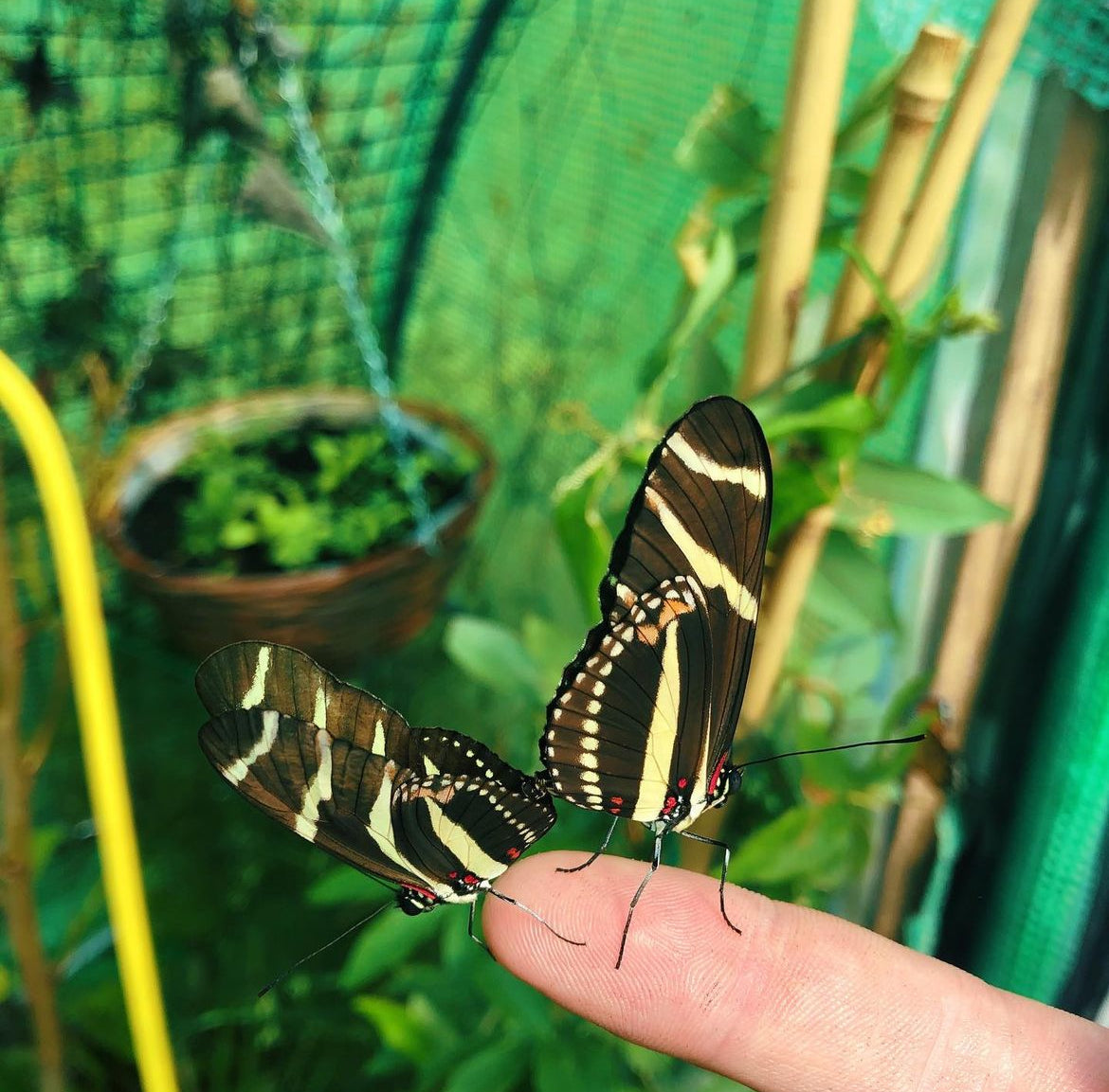 Live butterflies and moths for sale online UK. Order eggs, caterpillars, pupae, and cocoons. Watch the lifecycle unfold with insects to rear at home!