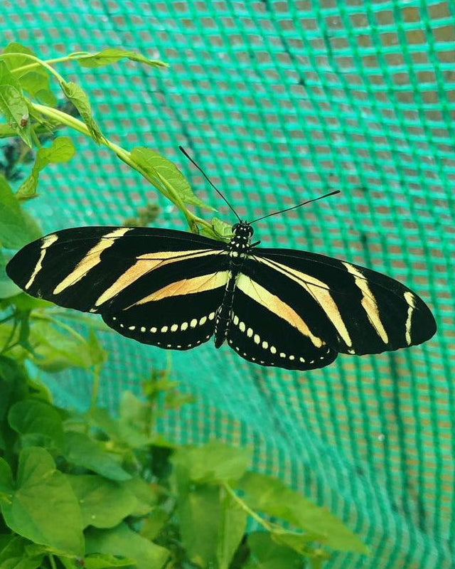 Live butterflies and moths for sale online UK. Order eggs, caterpillars, pupae, and cocoons. Watch the lifecycle unfold with insects to rear at home!