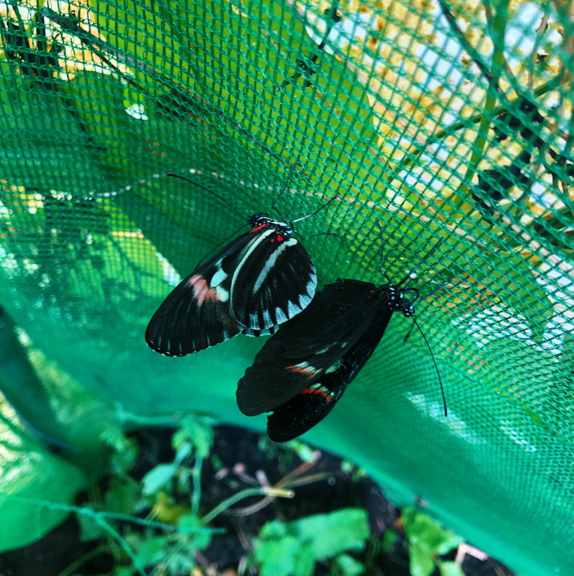 Live butterflies and moths for sale online UK. Order eggs, caterpillars, pupae, and cocoons. Watch the lifecycle unfold with insects to rear at home!