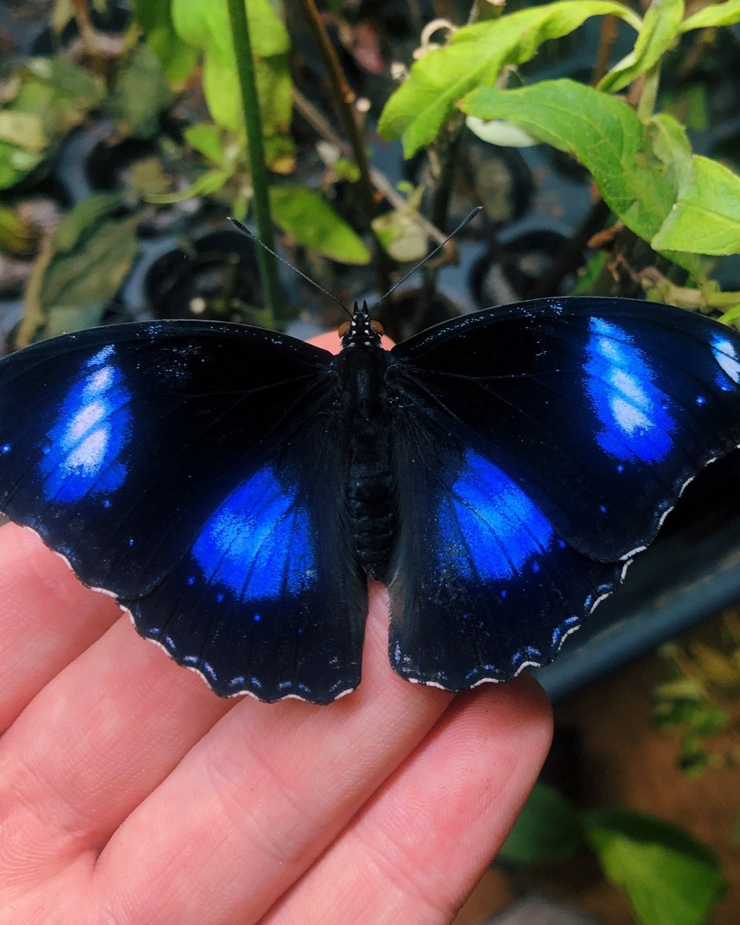 Live butterflies and moths for sale online UK. Buy eggs, caterpillars, pupae, and cocoons. Watch the lifecycle unfold with insects to rear at home!