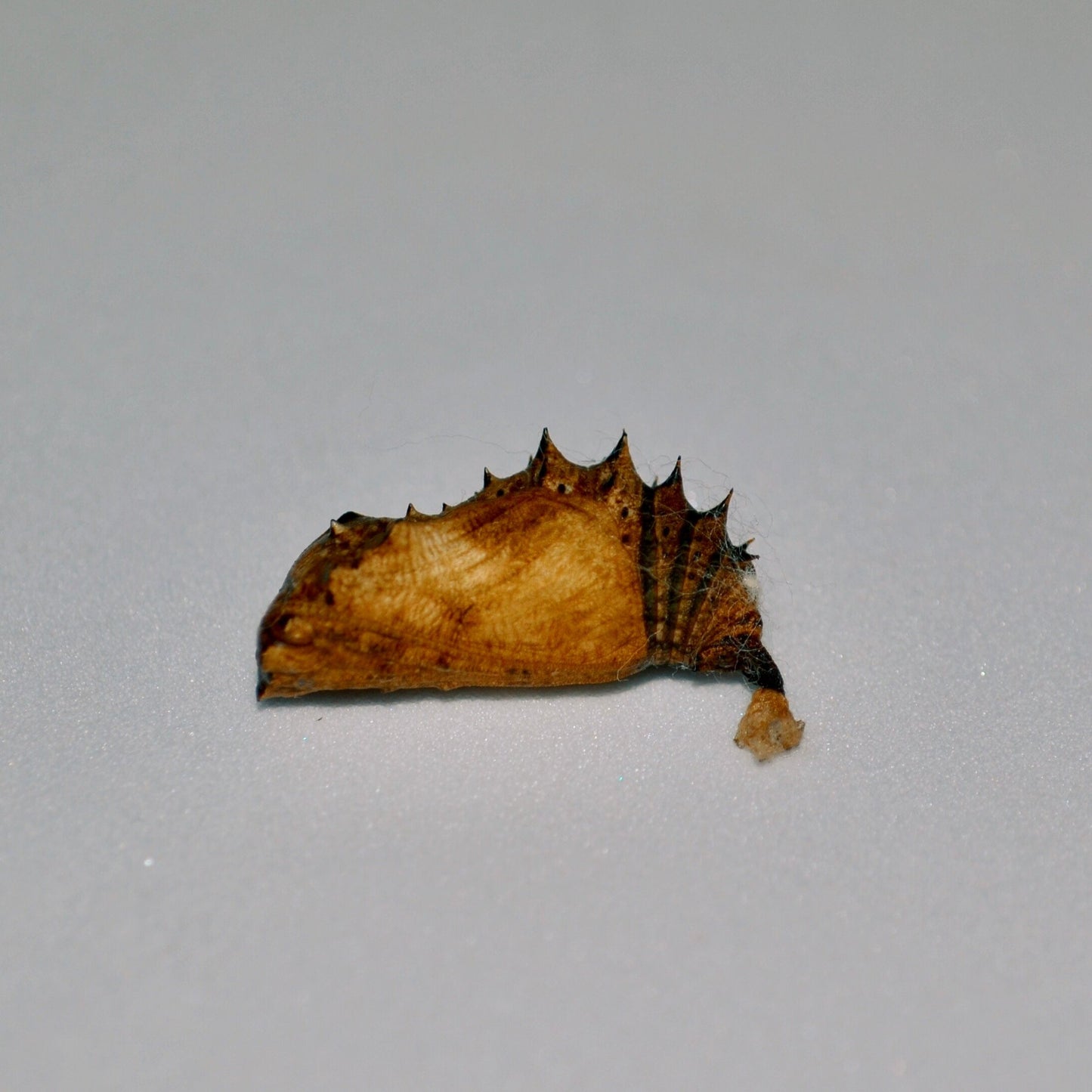 Live butterflies and moths for sale online UK. Buy eggs, caterpillars, pupae, and cocoons. Watch the lifecycle unfold with insects to rear at home!