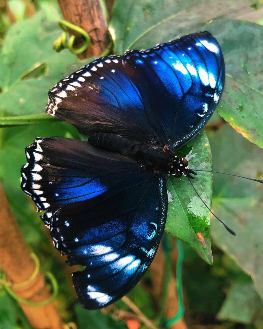 Live butterflies and moths for sale online UK. Buy eggs, caterpillars, pupae, and cocoons. Watch the lifecycle unfold with insects to rear at home!