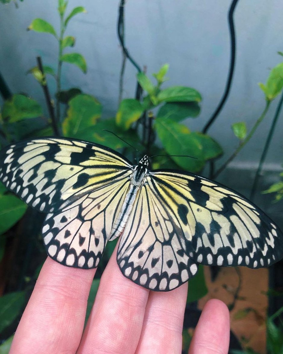 Live butterflies and moths for sale online UK. Buy eggs, caterpillars, pupae, and cocoons. Watch the lifecycle unfold with insects to rear at home!