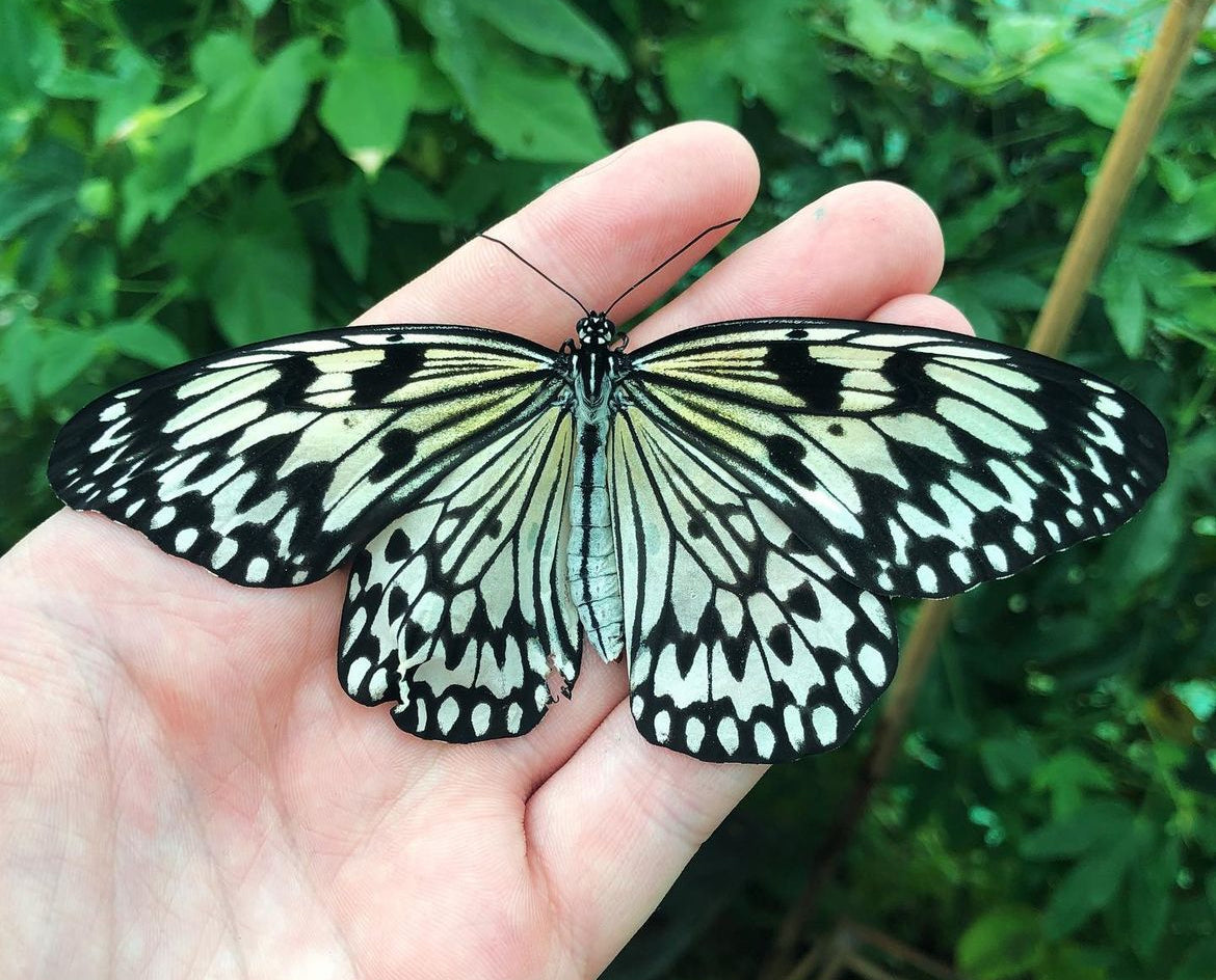 Live butterflies and moths for sale online UK. Buy eggs, caterpillars, pupae, and cocoons. Watch the lifecycle unfold with insects to rear at home!