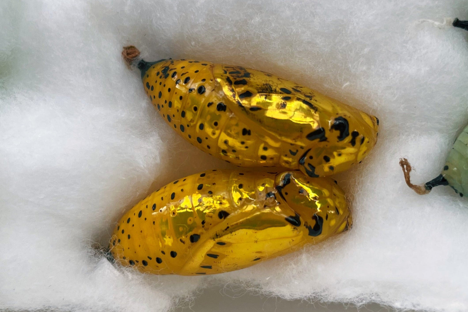 Live butterflies and moths for sale online UK. Order eggs, caterpillars, pupae, and cocoons. Watch the lifecycle unfold with insects to rear at home!