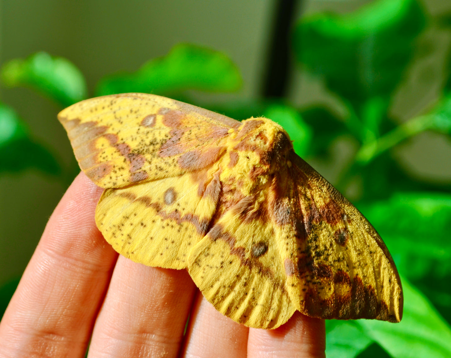 Live butterflies and moths for sale online UK. Order eggs, caterpillars, pupae, and cocoons. Watch the lifecycle unfold with insects to rear at home!
