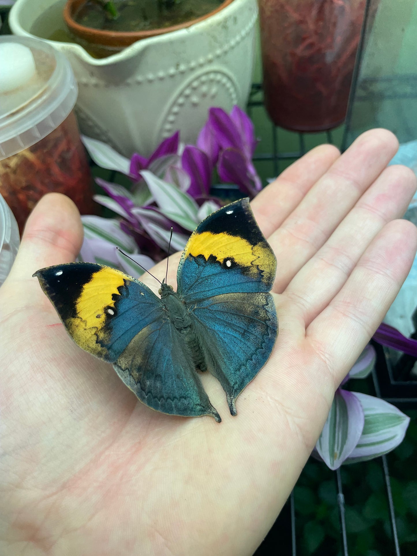 Live butterflies and moths for sale online UK. Buy eggs, caterpillars, pupae, and cocoons. Watch the lifecycle unfold with insects to rear at home!