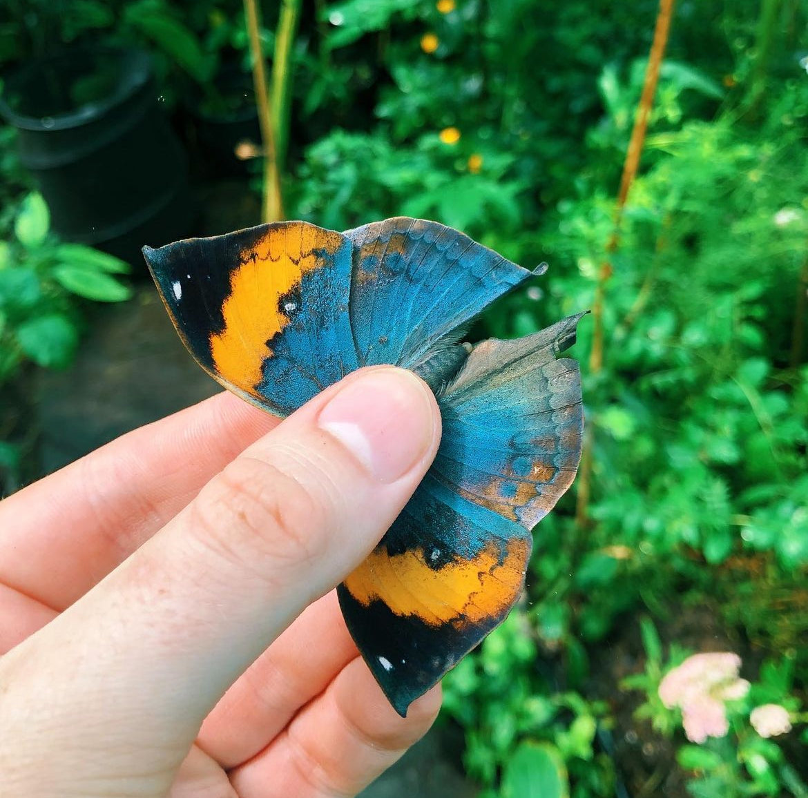 Live butterflies and moths for sale online UK. Buy eggs, caterpillars, pupae, and cocoons. Watch the lifecycle unfold with insects to rear at home!