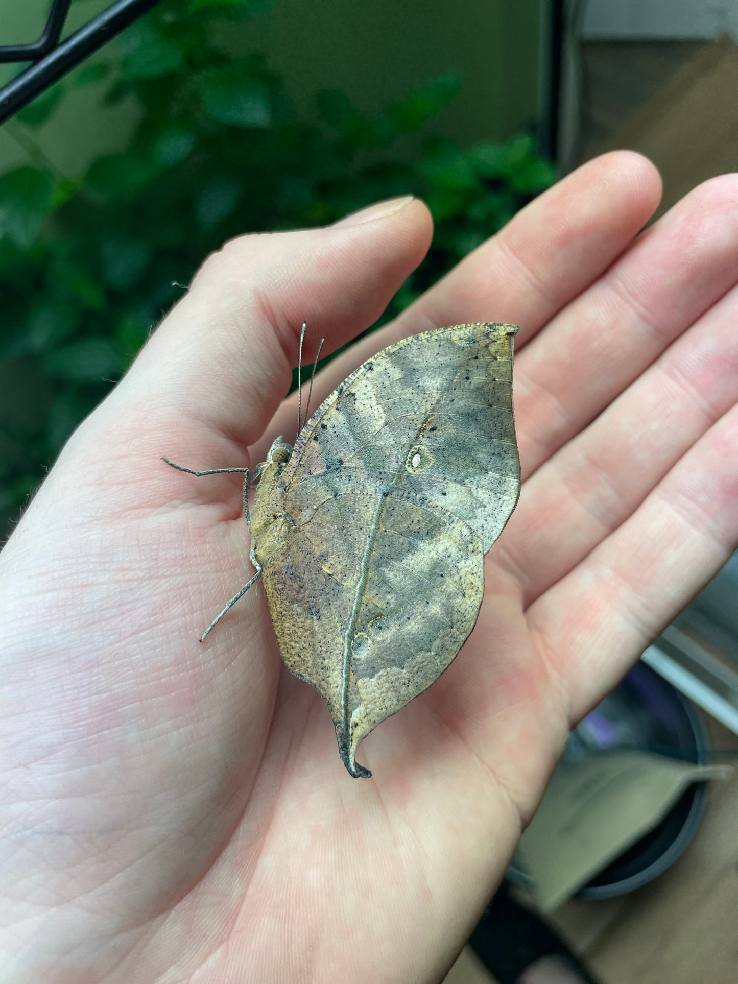 Live butterflies and moths for sale online UK. Buy eggs, caterpillars, pupae, and cocoons. Watch the lifecycle unfold with insects to rear at home!