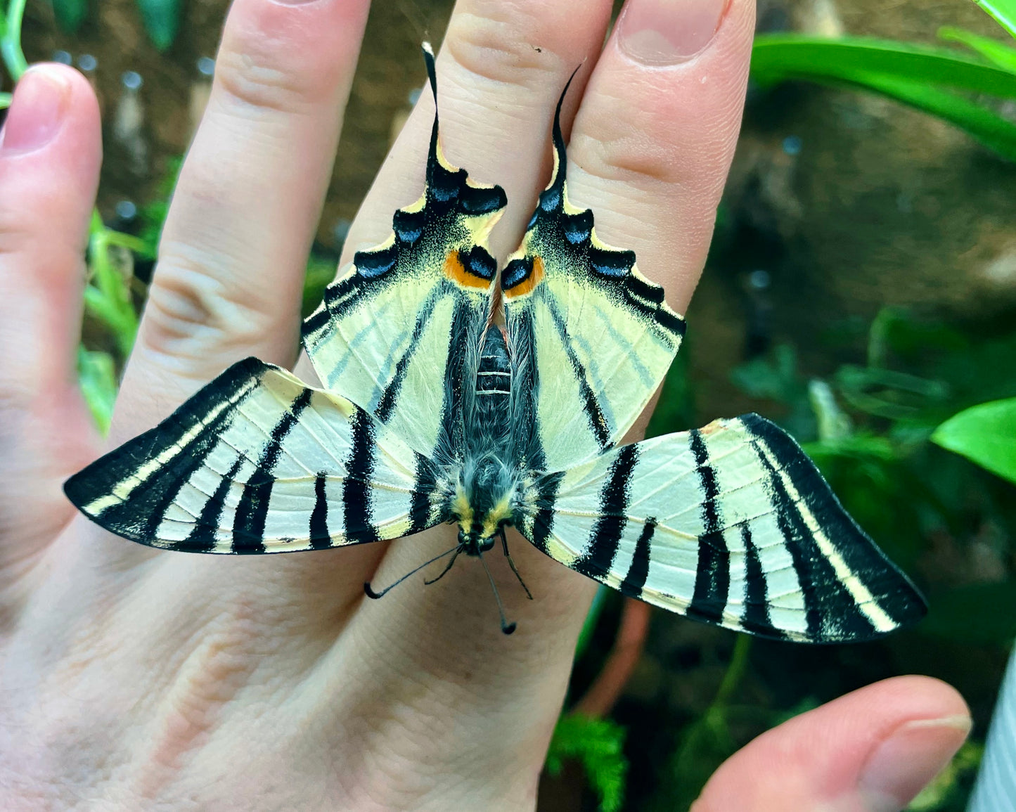 Live butterflies and moths for sale online UK. Buy eggs, caterpillars, pupae, and cocoons. Watch the lifecycle unfold with insects to rear at home!