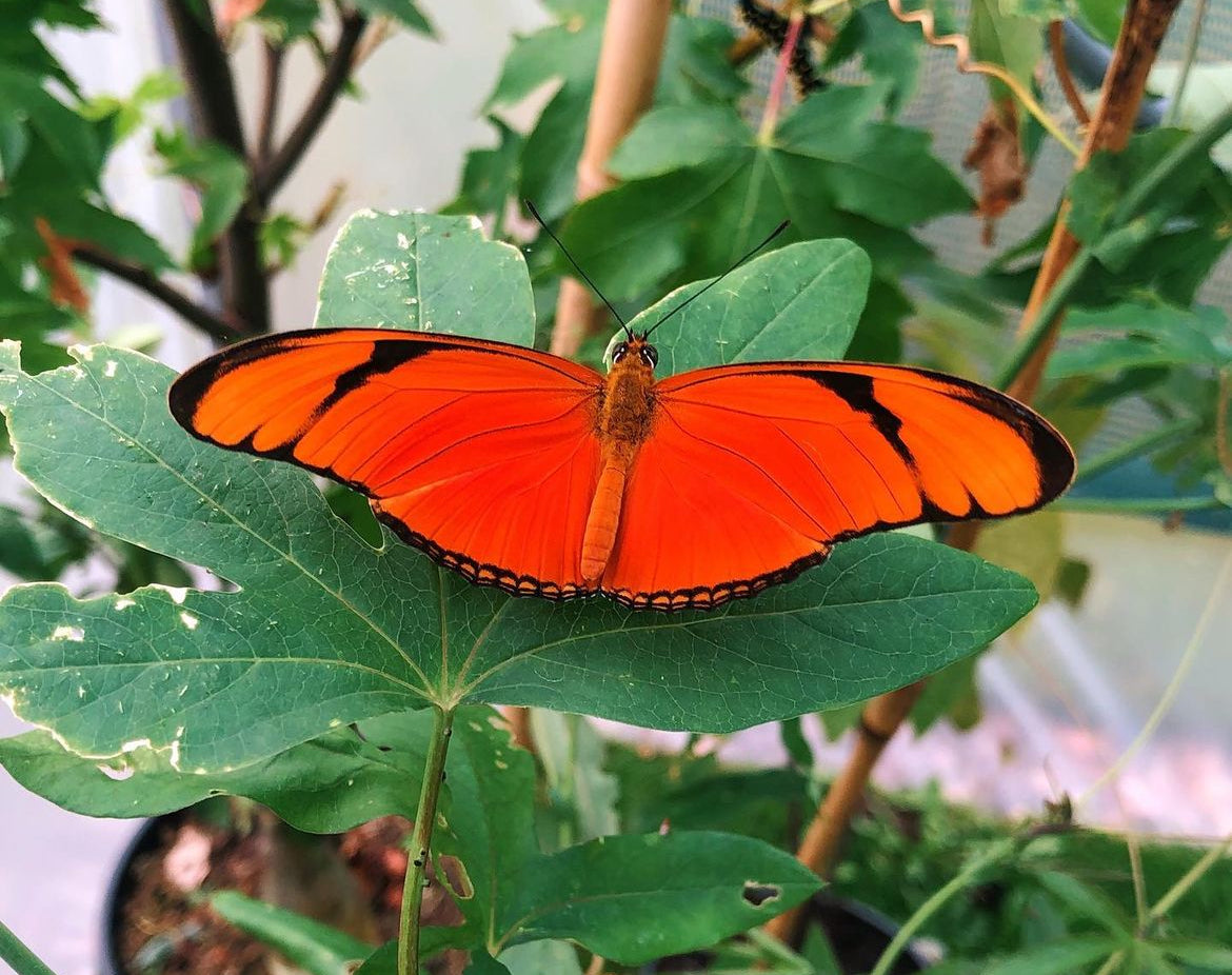 Live butterflies and moths for sale online UK. Order eggs, caterpillars, pupae, and cocoons. Watch the lifecycle unfold with insects to rear at home!