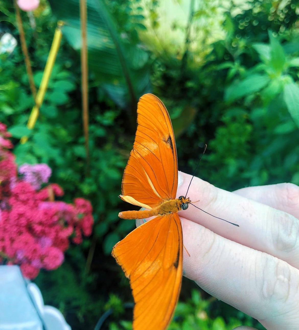 Live butterfly pupae for sale online UK