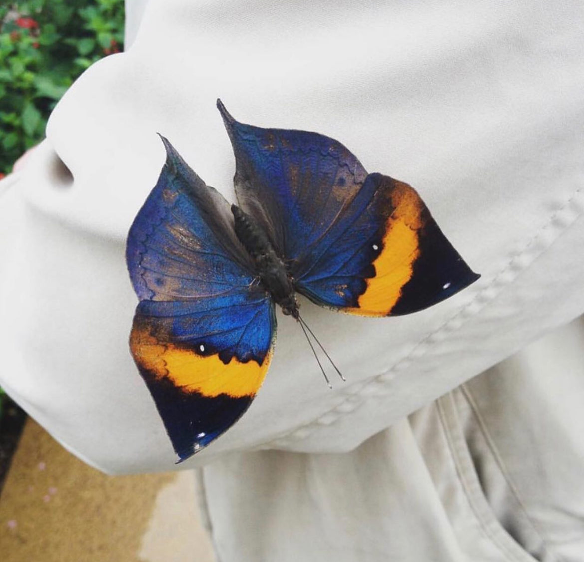 Live butterflies and moths for sale online UK. Buy eggs, caterpillars, pupae, and cocoons. Watch the lifecycle unfold with insects to rear at home!