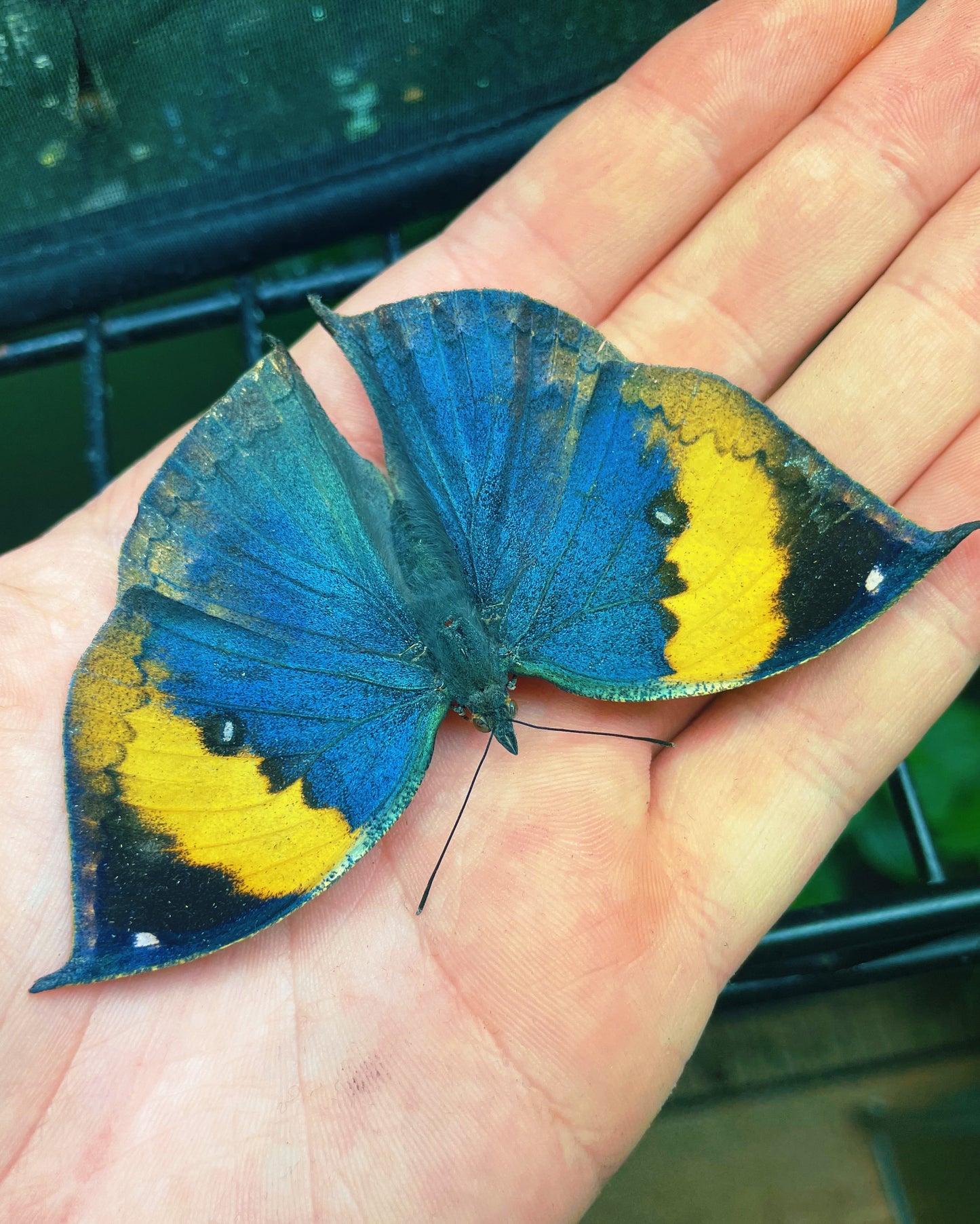 Indian Leaf Butterfly PUPAE (Kallima inachus)