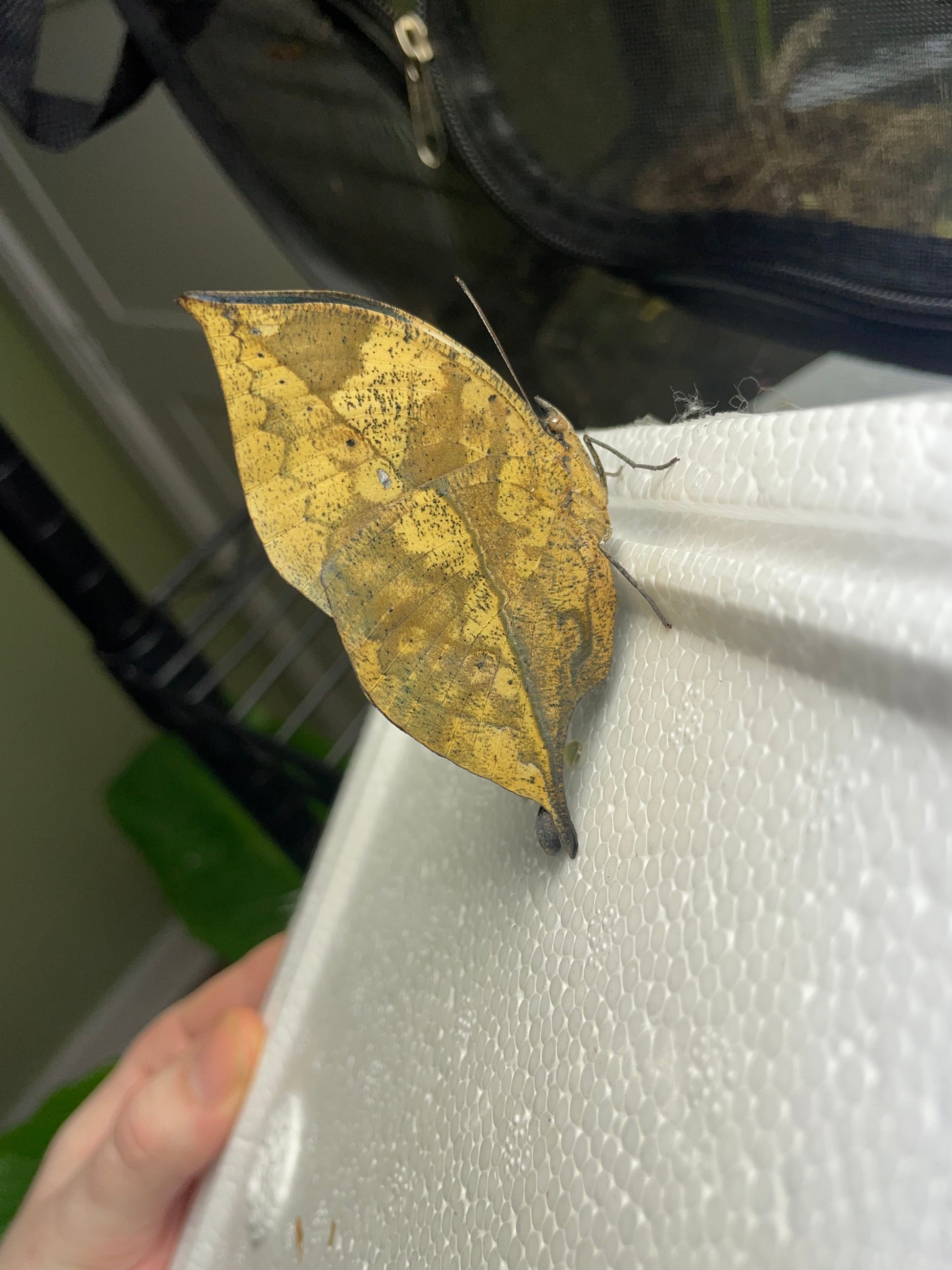 Live butterflies and moths for sale online UK. Buy eggs, caterpillars, pupae, and cocoons. Watch the lifecycle unfold with insects to rear at home!